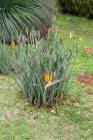 directory_images/Pflanzen in Spreewaldgaerten/Kuebelpflanzen/Strelitziengewaechse/Strelitzie-Binsen-1d_Strelitzia-juncea.jpg